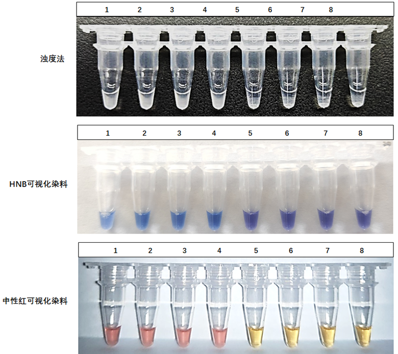 1-4：ASFV-p72基因質(zhì)粒；5-8：NTC